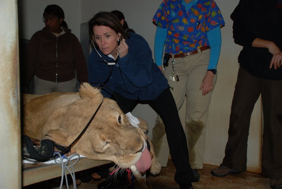 woman and lion