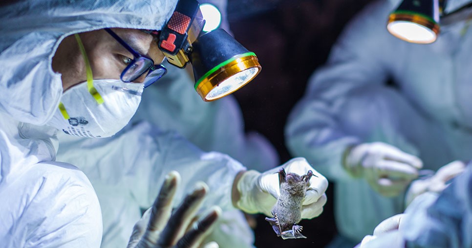 Scientists in protective gear study a live bat under a light.