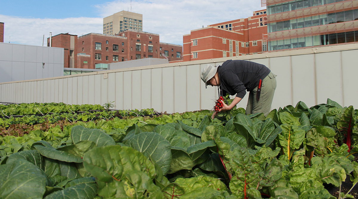Assistant grower Hilary Emmons picks radishes from the Boston Medical Center rooftop farm, which yields some 5,600 pounds of produce each year along with numerous environmental benefits.