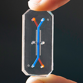 A model of a vagina on a chip shows the two channels that mimic the real-life organ. The blue line represents the placement of cells from the lining of the vagina, and the red indicates cells from vaginal connective tissue.