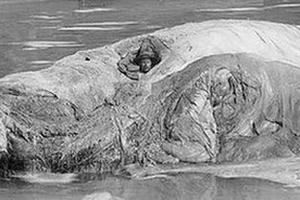 In the 1800s, patients would spend many hours inside a whale carcass hoping that the hot blubber would treat their rheumatism.
