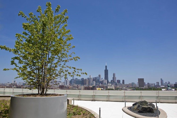 rooftop garden with Chicago skyline in the background