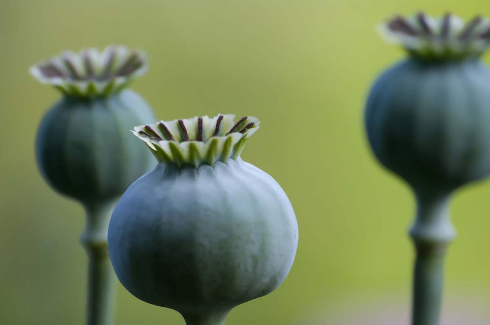 Poppy buds