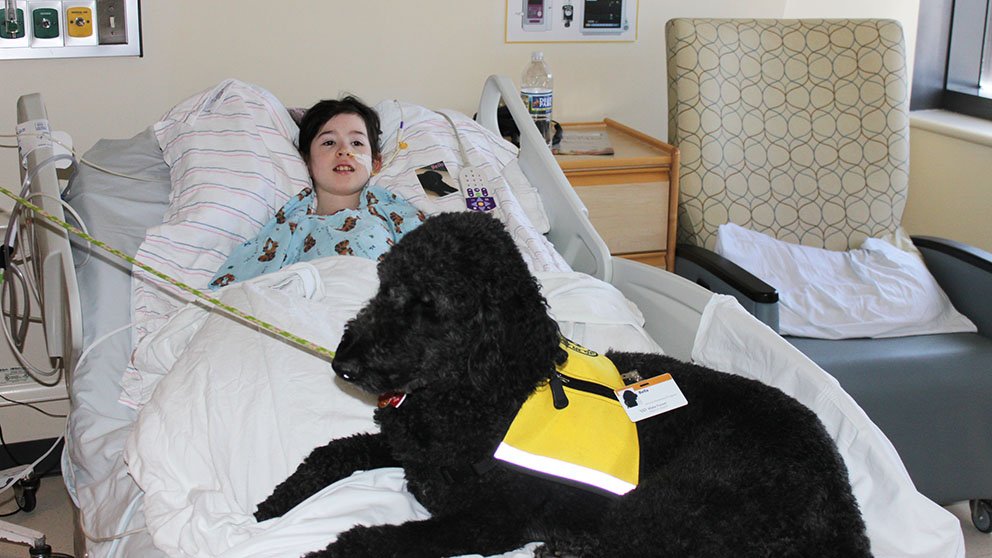 Child in hospittal bed with therapy dog sitting a the foot of the bed
