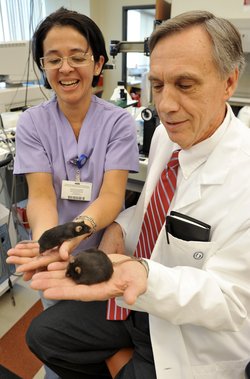 Researchers Dr. Jussara do Carmo, left, and Dr. John Hall of the University of Mississippi Medical Center found that mice with a deficiency of the hormone leptin exhibited increased appetite, decreased metabolism, and extreme obesity.