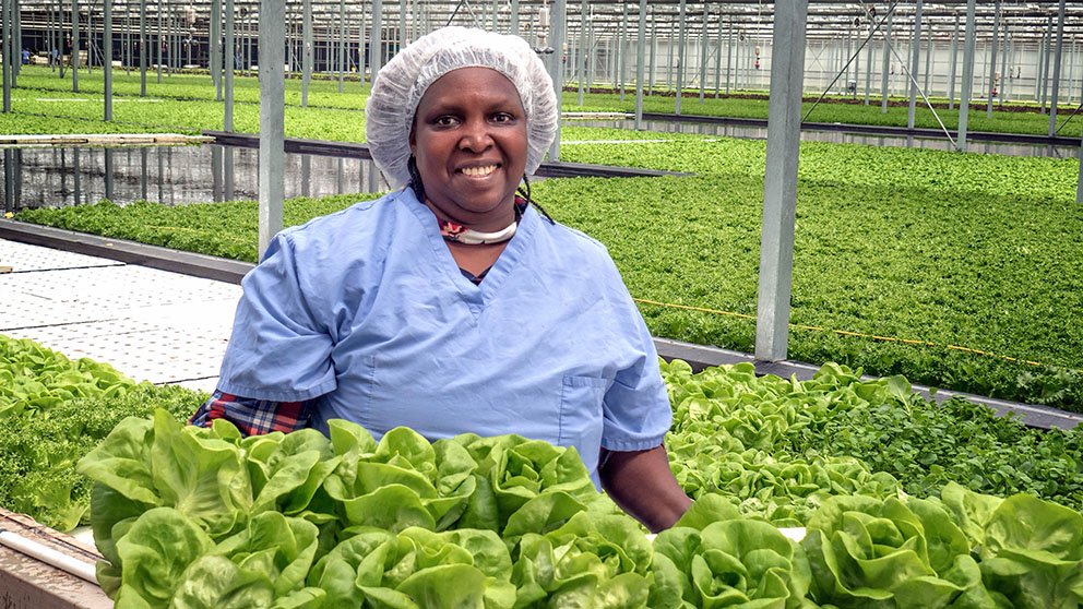 Veronica Inabigo harvests lettuce at one of the Evergreen Cooperatives, a portfolio of worker-owned companies founded by hospitals and other economic anchors in Cleveland, Ohio. Credit: Ken Weiss Veronica Inabigo harvests lettuce