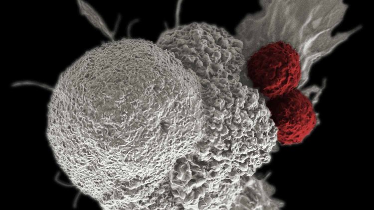 Two cytotoxic T cells (red) attack a cancer cell (white).