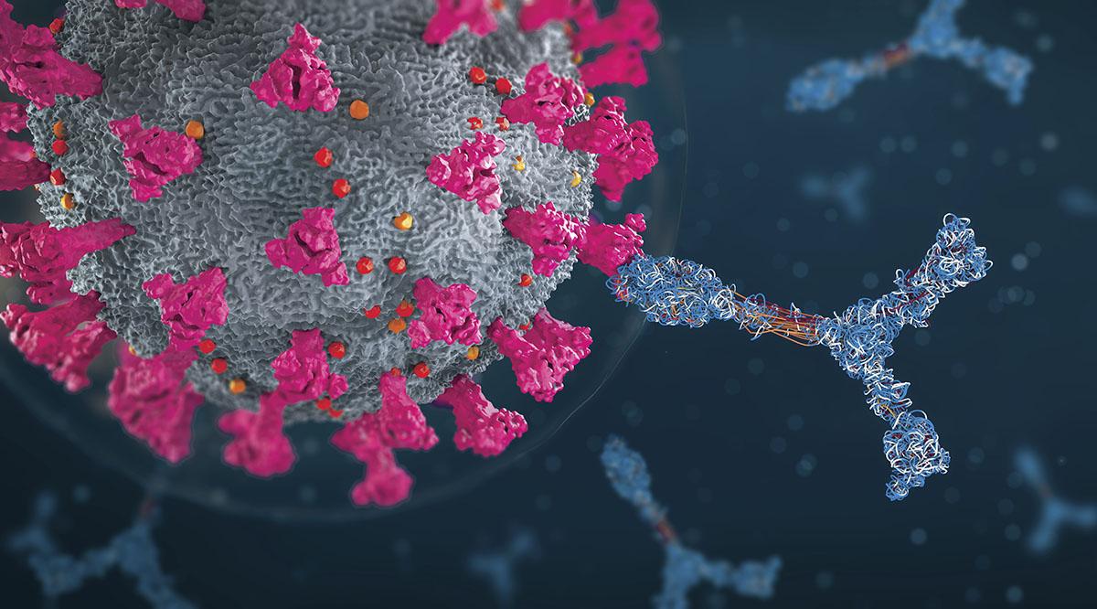 An illustration of antibodies attacking SARS-CoV-2