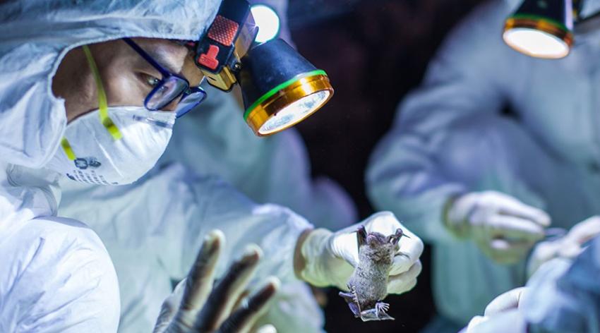 Scientists in protective gear study a live bat under a light.