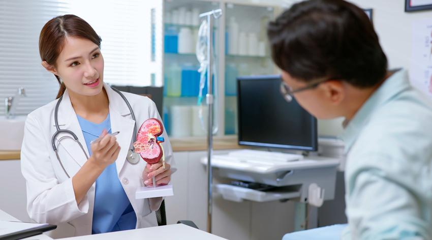 Doctor explain kidney model to patient at clinic