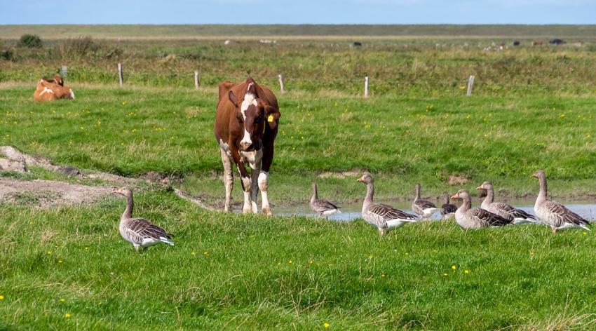 Greylag geese and cattle in a meadow, Foehr, North Frisian Island, North Frisia, Schleswig-Holstein, Germany