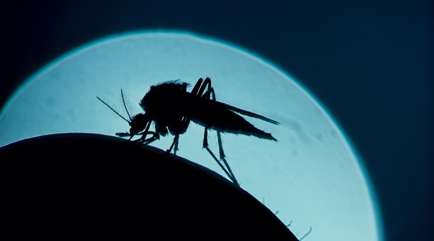 A mosquito, that is silhouetted against the moon, bites a human arm