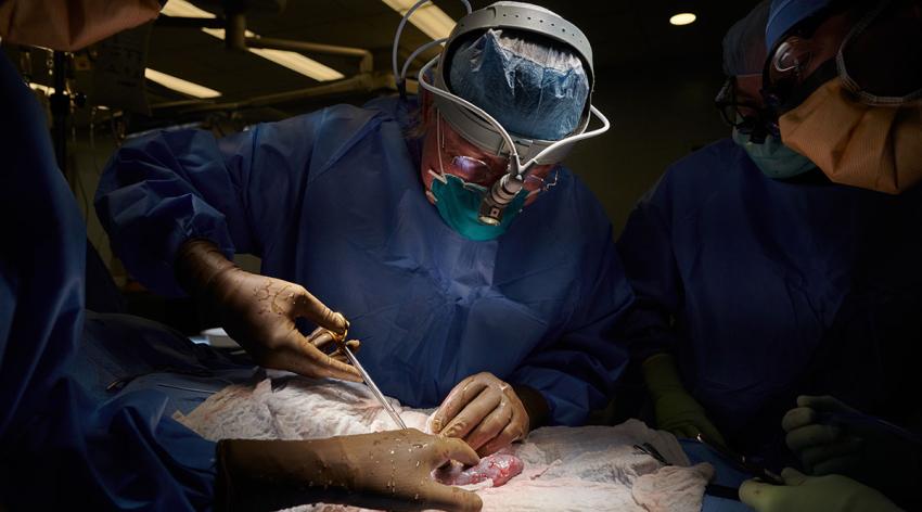 Robert Montgomery, MD, PhD, performs the first transplant of a genetically engineered nonhuman kidney to a human, at NYU Langone Health.