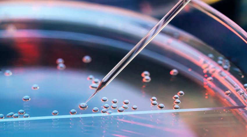 Stem cells being transferred in a petri dish using a pipette.