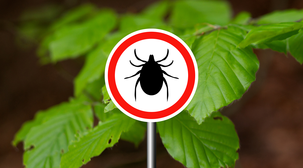 Lyme disease is on the rise. Why is there still no vaccine? AAMC